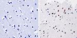 GATA1 Antibody in Immunohistochemistry (Paraffin) (IHC (P))