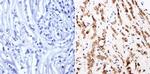 GATA1 Antibody in Immunohistochemistry (Paraffin) (IHC (P))