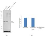 GRB2 Antibody in Western Blot (WB)