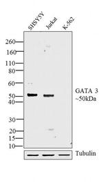 GATA3 Antibody in Western Blot (WB)