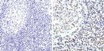 GATA3 Antibody in Immunohistochemistry (Paraffin) (IHC (P))