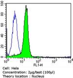 GATA4 Antibody in Flow Cytometry (Flow)