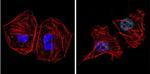 GATA4 Antibody in Immunocytochemistry (ICC/IF)