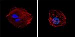 GATA4 Antibody in Immunocytochemistry (ICC/IF)