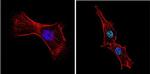 GATA4 Antibody in Immunocytochemistry (ICC/IF)