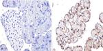 GATA4 Antibody in Immunohistochemistry (Paraffin) (IHC (P))