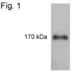 Phospho-IRS1 (Tyr1179) Antibody in Western Blot (WB)