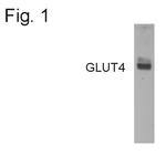 GLUT4 Antibody in Western Blot (WB)