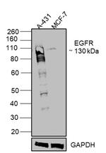 EGFR Antibody