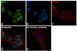 PAX7 Antibody in Immunocytochemistry (ICC/IF)