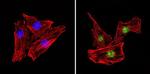 PAX7 Antibody in Immunocytochemistry (ICC/IF)