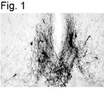 GnRH1 Antibody in Immunohistochemistry (IHC)