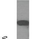 SGPP2 Antibody in Western Blot (WB)