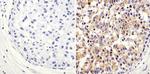 ARF1 Antibody in Immunohistochemistry (Paraffin) (IHC (P))