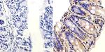 ARF1 Antibody in Immunohistochemistry (Paraffin) (IHC (P))