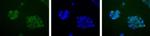 APE1 Antibody in Immunocytochemistry (ICC/IF)