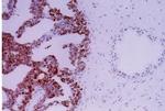 APE1 Antibody in Immunohistochemistry (Paraffin) (IHC (P))