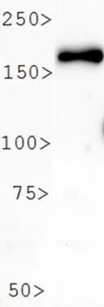 PER2 Antibody in Western Blot (WB)