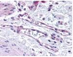 PHD2 Antibody in Immunohistochemistry (Paraffin) (IHC (P))