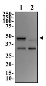 BHLHE40 Antibody in Western Blot (WB)