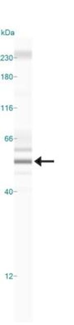 BHLHE40 Antibody in Western Blot (WB)