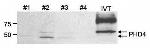 P4HTM Antibody in Western Blot (WB)