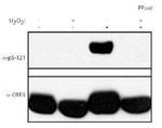 Phospho-CREB (Ser121) Antibody in Western Blot (WB)