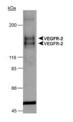 VEGF Receptor 1/2 Antibody in Western Blot (WB)