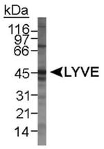 LYVE1 Antibody in Western Blot (WB)