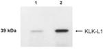 Kallikrein 4 Antibody in Western Blot (WB)