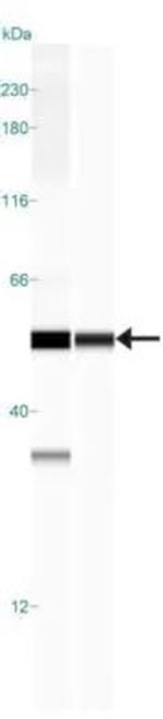 15-PGDH Antibody in Western Blot (WB)