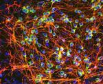 GAP43 Antibody in Immunocytochemistry (ICC/IF)