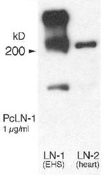 Laminin Antibody in Western Blot (WB)