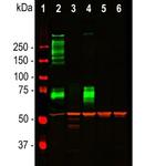 Vimentin Antibody in Western Blot (WB)