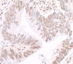 GAPDH Antibody in Immunohistochemistry (Paraffin) (IHC (P))