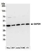 GAPDH Antibody in Western Blot (WB)