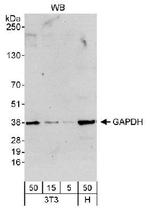 GAPDH Antibody in Western Blot (WB)