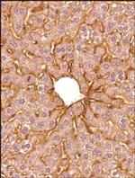 SR-BI Antibody in Immunohistochemistry (Paraffin) (IHC (P))