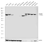 SR-BI Antibody