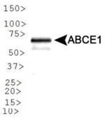 ABCE1 Antibody in Western Blot (WB)