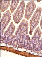 NPC1L1 Antibody in Immunohistochemistry (Paraffin) (IHC (P))