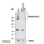 NPC1 Antibody in Western Blot (WB)