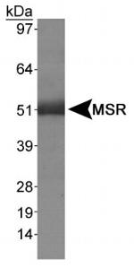 CD204 Antibody in Western Blot (WB)