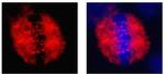 CENPF Antibody in Immunocytochemistry (ICC/IF)