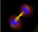 Survivin Antibody in Immunocytochemistry (ICC/IF)