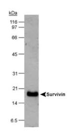 Survivin Antibody in Western Blot (WB)