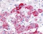 Beclin 1 Antibody in Immunohistochemistry (Frozen) (IHC (F))