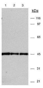 beta Actin Antibody in Western Blot (WB)