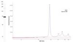 SLC7A11 Antibody in Western Blot (WB)