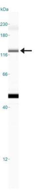 JARID2 Antibody in Western Blot (WB)